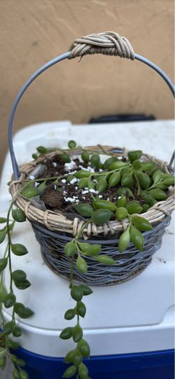 Planta collar de perlas