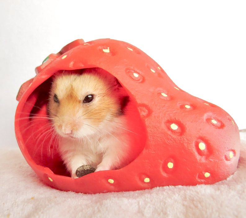 Fruity Strawberry Hamster Hideout/Toys/Hide ~~ Hamsters