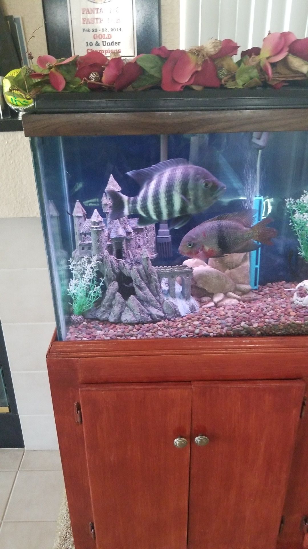 60 gallon show tank With Stan and lights