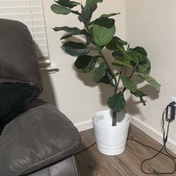 Plant Decor
