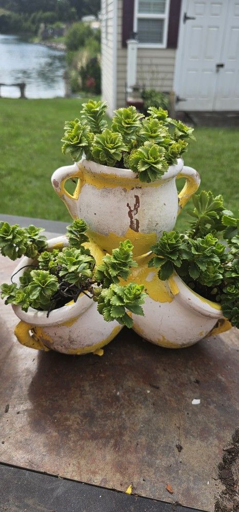 Stonecrop Plants In 4 Section Pottery