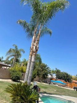 Tree Clean