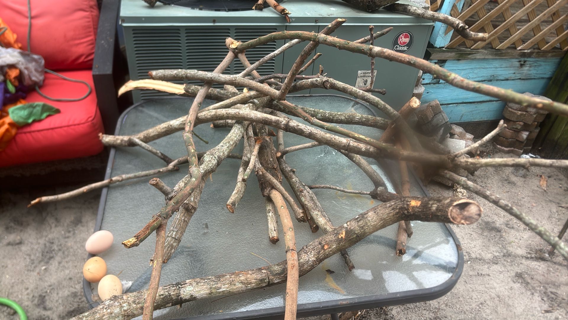 Tons of reptile wood