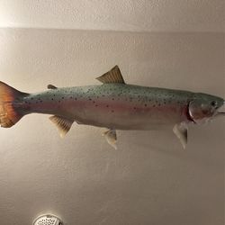 Rainbow Trout
