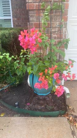 Large bouganvilla