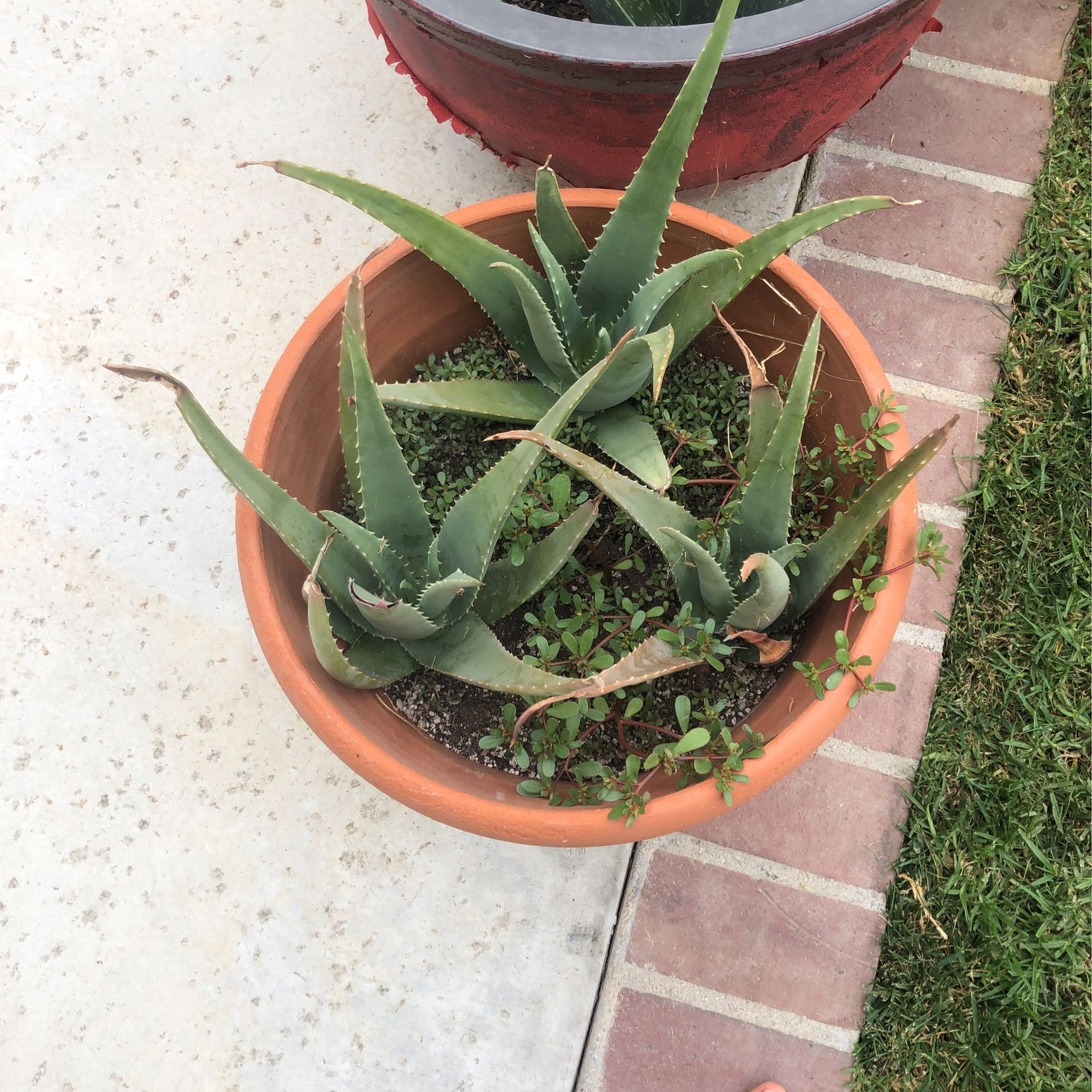 Aloe Vera