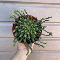 4” euphorbia medusa
