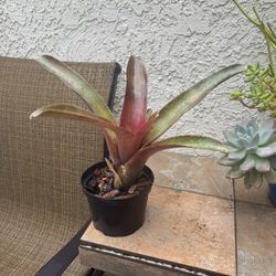 Neoregelia Red Cruenta  Tropical Bromeliad