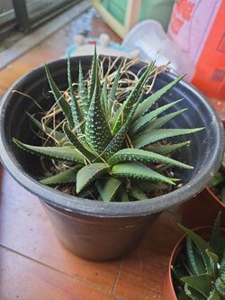 Haworthia (Haworthiopsis Sp.)