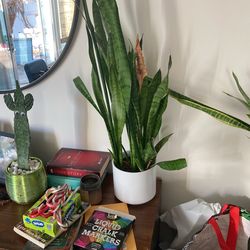 Potted Snake Plant