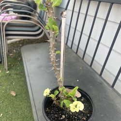 corona de cristo flor grande