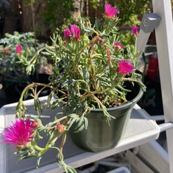 HERMOSAS PLANTAS NATURALES “AMOR DE UN RATO PLANT 