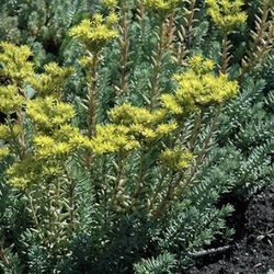 Blue Spruce Sedum Ground Covered Plants Homegrown 