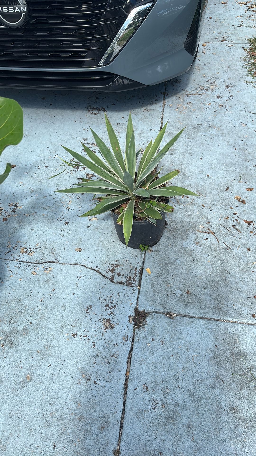 Agave