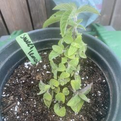 Sweet Lemon Mint Plant - Menta Limon Dulce - Yerba Hierba Buena Limon planta