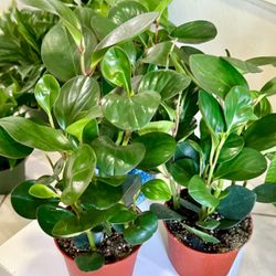 Red Edge♥️GORGEOUS Peperomia🙏Pls Read Description