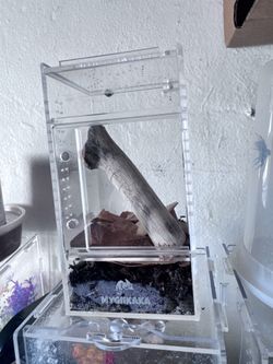 Jumping spider enclosure
