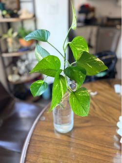 Full Rooted Golden Pothos Bundle in Vintage Glass Vessel