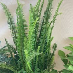 $25 Fern Plant 