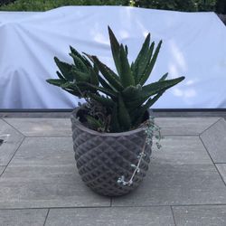 A large clay pot with lots of Tiger Tooth aloe succulents