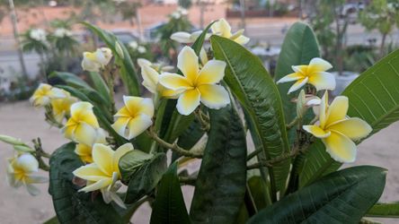 Plumaria Amarilla