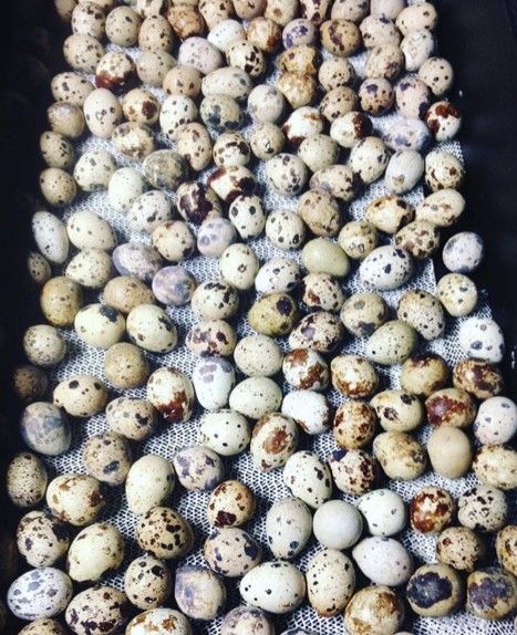 Quail Eggs