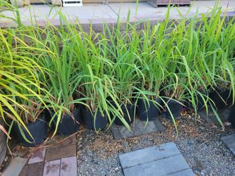 Lemongrass Plant