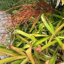GIANT AIR PLANT (Bromeliad)