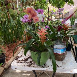 Orchid arrangements 