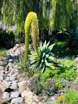 Free Foxtail agave plants and firewood