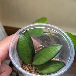 Hoya ‘Rosita’ Cutting