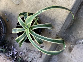 Succulents