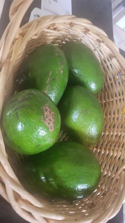 Avocado tree.