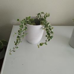 Beautiful  Indoor Plant In White Ceramic Pot 