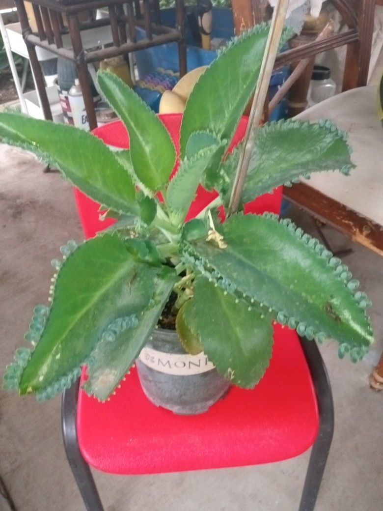 2 Palabras de kolanchoe a $10 cada una
