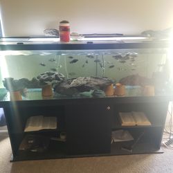 125 Gallon Fish Tank No Leaks No Cracks In Great Condition Im Asking 500 I'm Firm On My Price