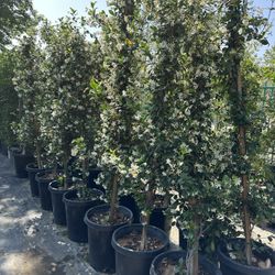 Star Jasmine Vine 15gal 