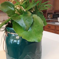 Beautiful Bloomig Two Plants In One  In Weeki Wachee Spring Hill