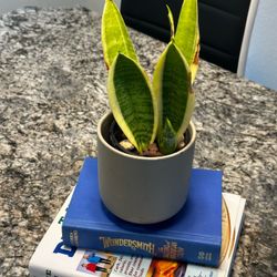 Sensevieria plant in Ceremic pot