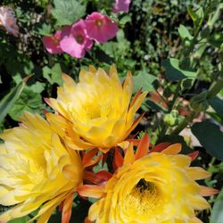 Cactus  Flos Amariyas