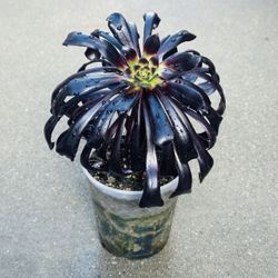 Succulents plants 🪴