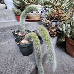 Plants - Monkey Tails
