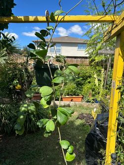 Hoya Kerrii Sweetheart Vine Plant