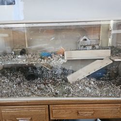 Hamster gerbil Or Other Small Pet Habitat