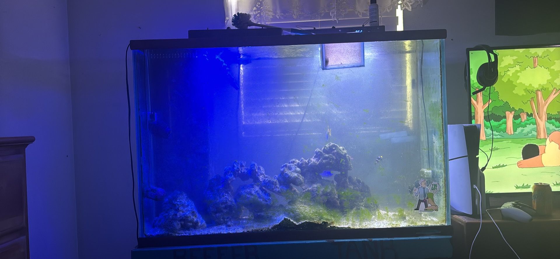 75g Saltwater Tank