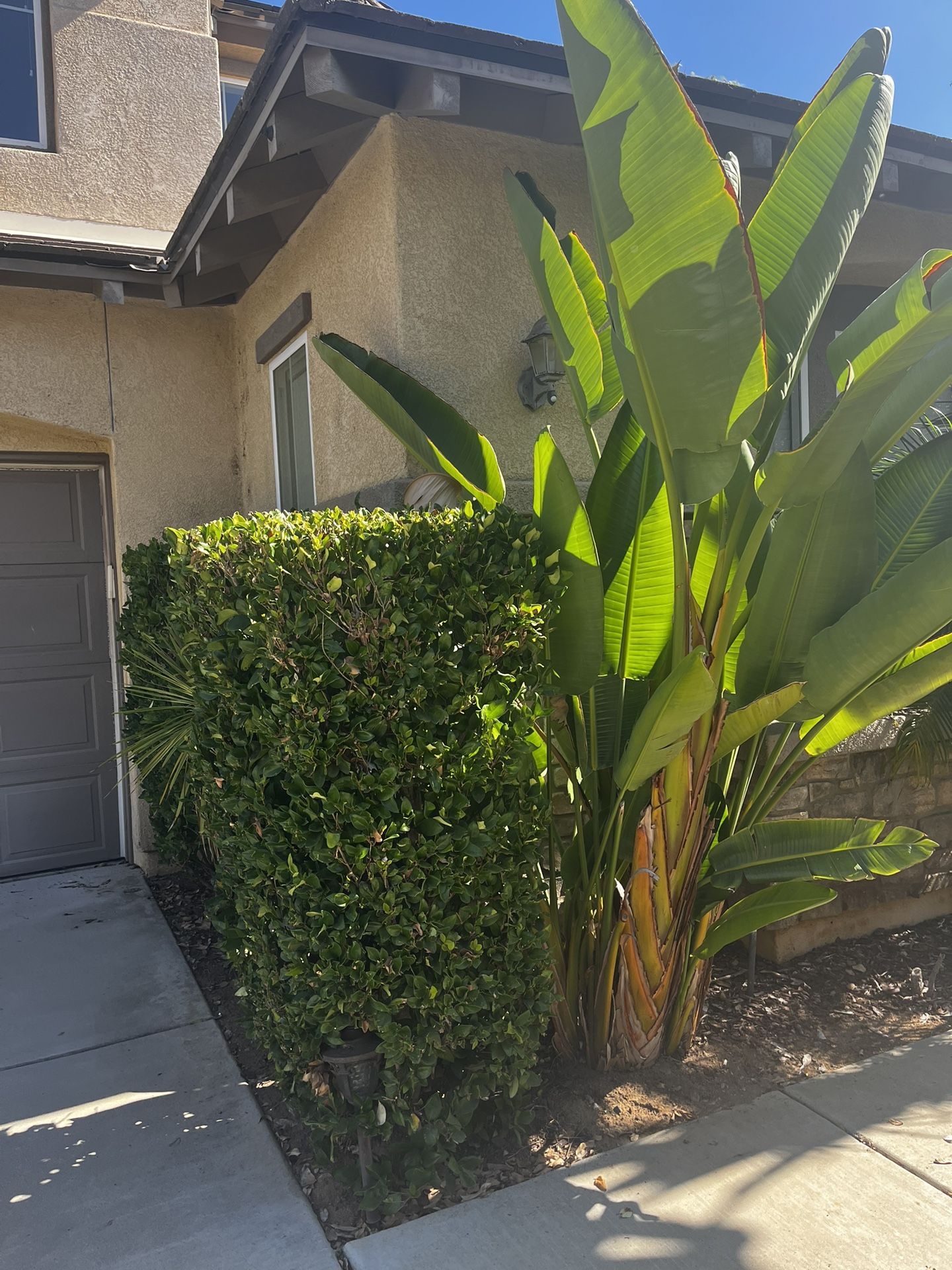 Curb Alert!! FREE Trees & Plants