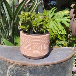 Jade in Ceramic Pot