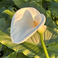 Calla Lillies 