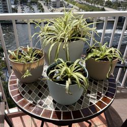 4 Spider Plants With Plastic Pots/Coasters
