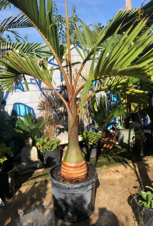 Bottle palm for Sale in Ontario, CA OfferUp